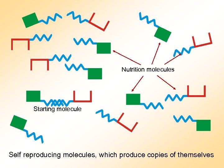 Nutrition molecules Starting molecule Self reproducing molecules, which produce copies of themselves 