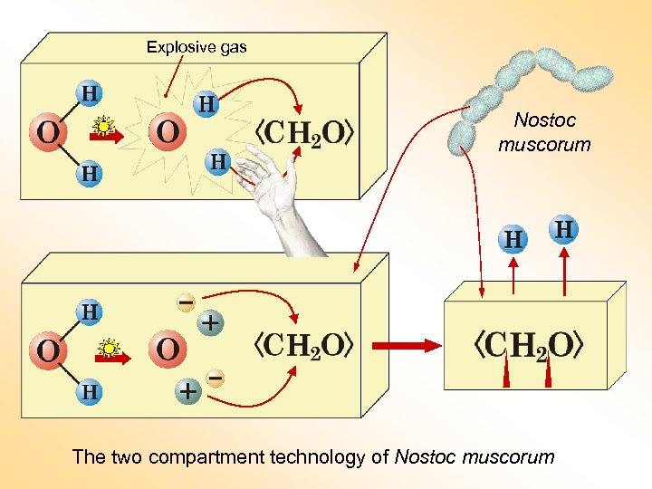 Explosive gas Nostoc muscorum The two compartment technology of Nostoc muscorum 