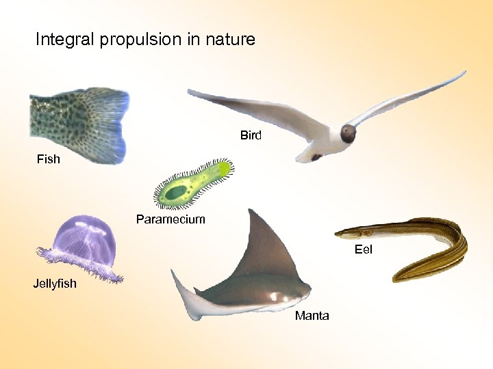 Integral propulsion in nature Bird Fish Paramecium Eel Jellyfish Manta 