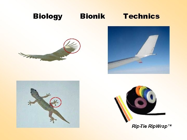 Biology Bionik Tech nics Rip -Tie Rip. Wrap™ 