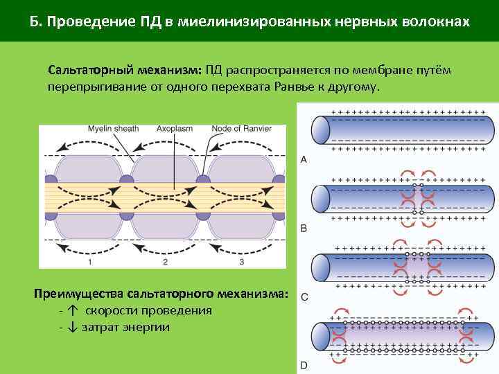 Б. Проведение ПД в миелинизированных нервных волокнах Сальтаторный механизм: ПД распространяется по мембране путём
