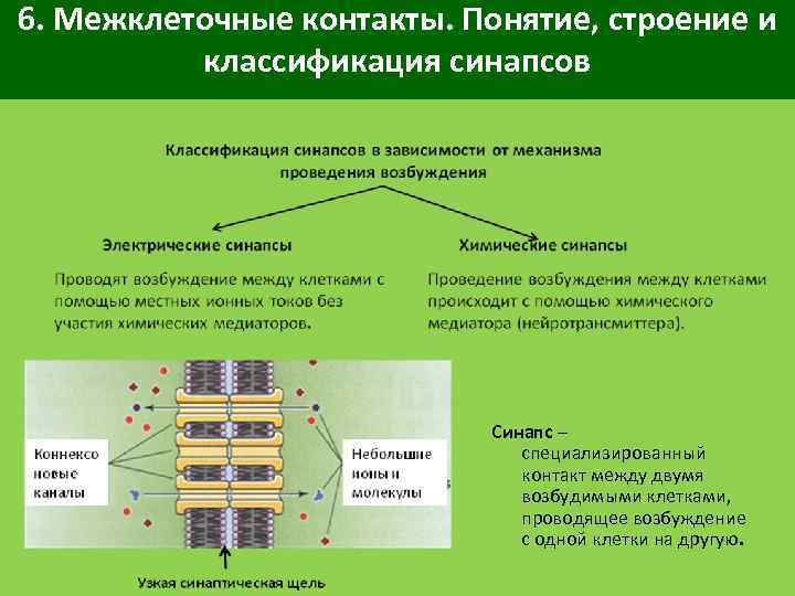 6. Межклеточные контакты. Понятие, строение и классификация синапсов Синапс – специализированный контакт между двумя