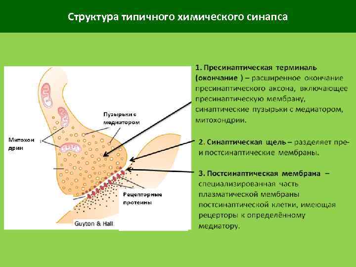 Структура типичного химического синапса 
