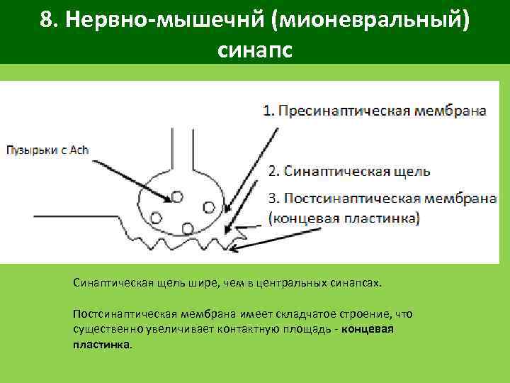 8. Нервно-мышечнй (мионевральный) синапс Синаптическая щель шире, чем в центральных синапсах. Постсинаптическая мембрана имеет