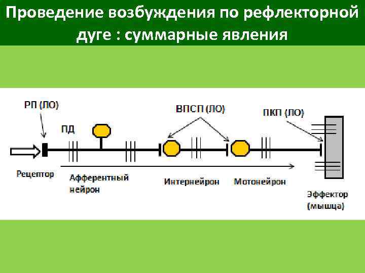 Проведение возбуждения по рефлекторной дуге : суммарные явления 