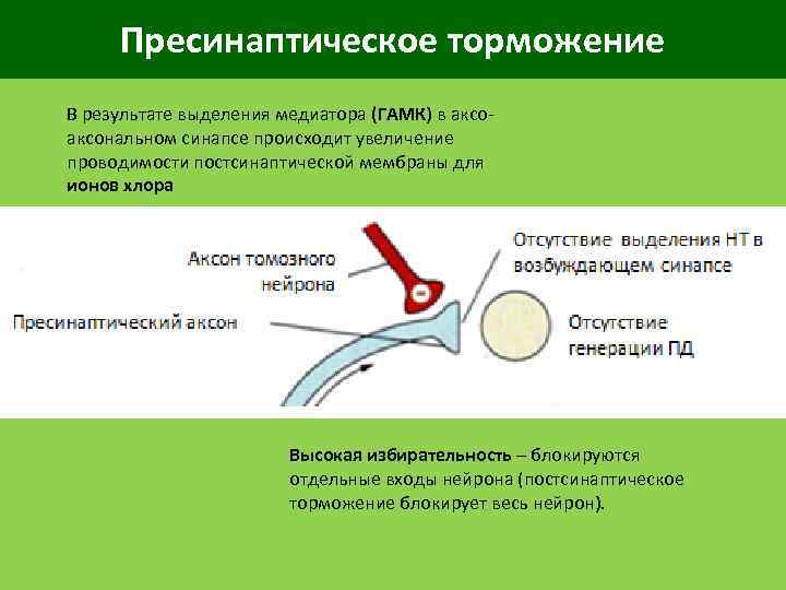 Пресинаптическое торможение В результате выделения медиатора (ГАМК) в аксональном синапсе происходит увеличение проводимости постсинаптической