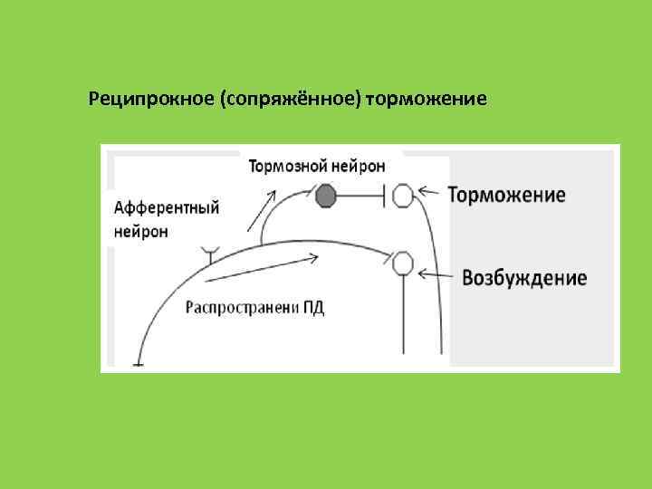 Реципрокное (сопряжённое) торможение 