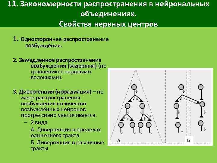 11. Закономерности распространения в нейрональных объединениях. Свойства нервных центров 1. Одностороннее распространение возбуждения. 2.