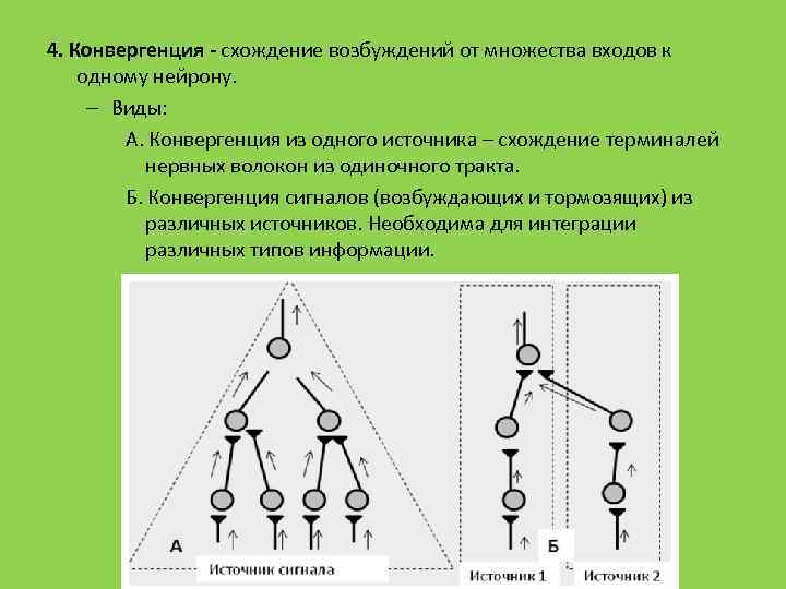4. Конвергенция - схождение возбуждений от множества входов к одному нейрону. – Виды: А.