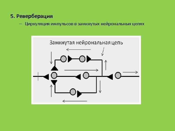 5. Реверберация – Циркуляция импульсов в замкнутых нейрональных цепях 
