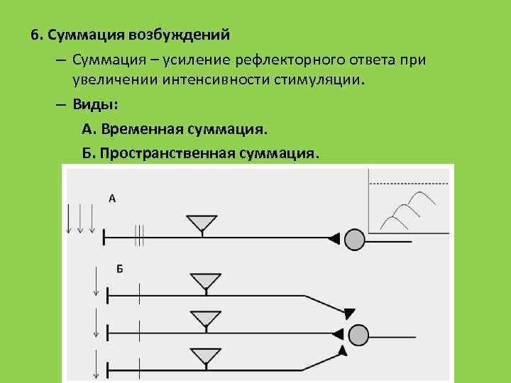 6. Суммация возбуждений – Суммация – усиление рефлекторного ответа при увеличении интенсивности стимуляции. –