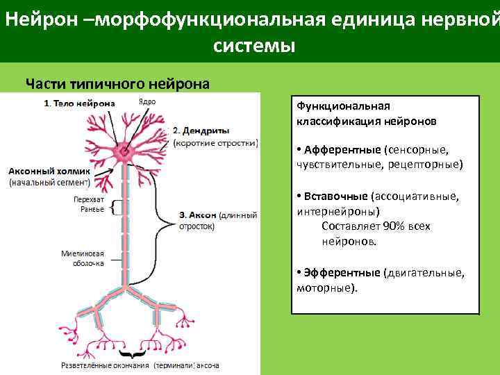 Афферентные и эфферентные нейроны