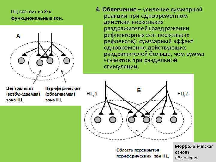 НЦ состоит из 2 -х функциональных зон. 4. Облегчение – усиление суммарной реакции при