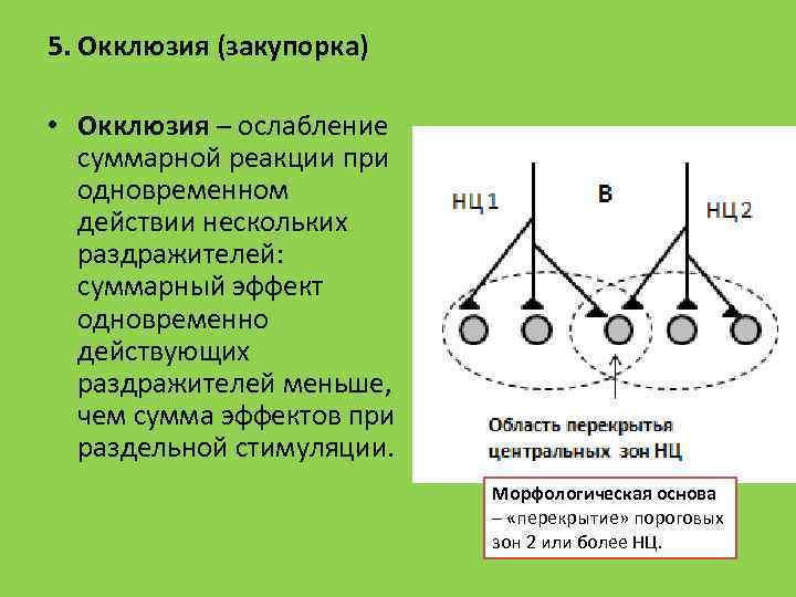 5. Окклюзия (закупорка) • Окклюзия – ослабление суммарной реакции при одновременном действии нескольких раздражителей: