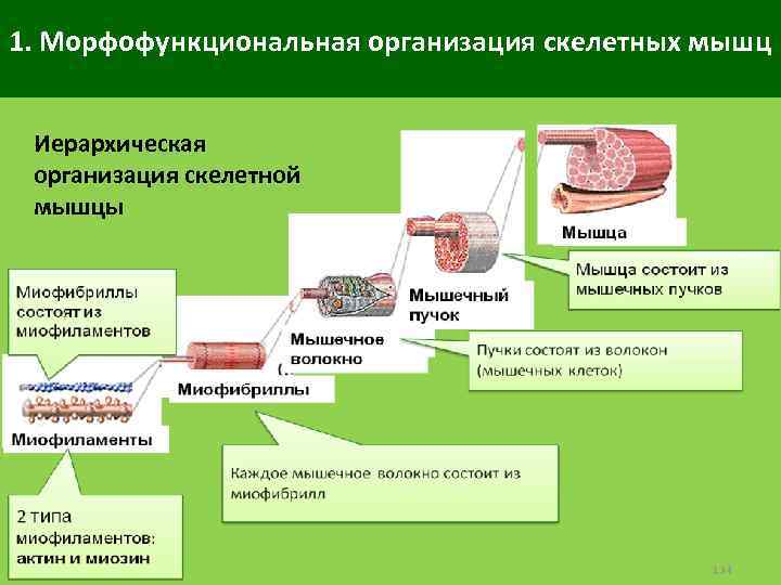 1. Морфофункциональная организация скелетных мышц Иерархическая организация скелетной мышцы 