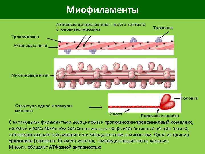 Миофиламенты С актиновыми филаментами ассоциирован тропомиозин-тропониновый комплекс, который в расслабленном состоянии мышцы покрывает активные