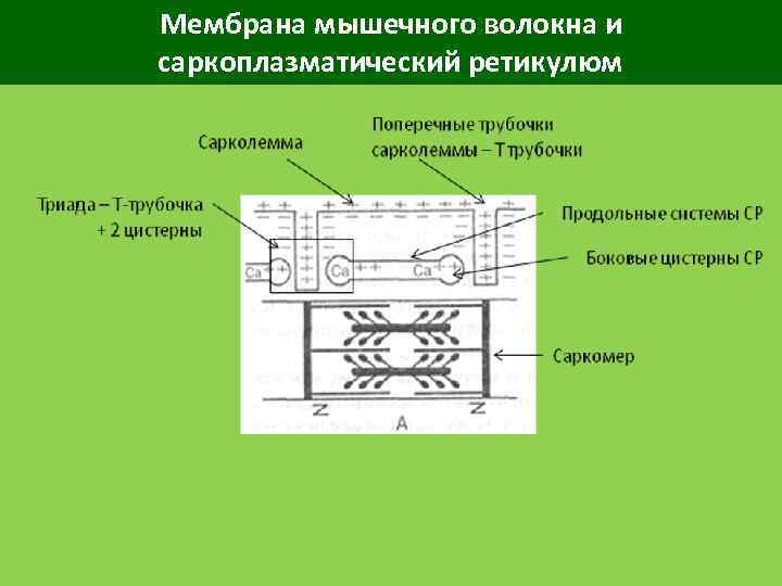 Мембрана мышечного волокна и саркоплазматический ретикулюм 