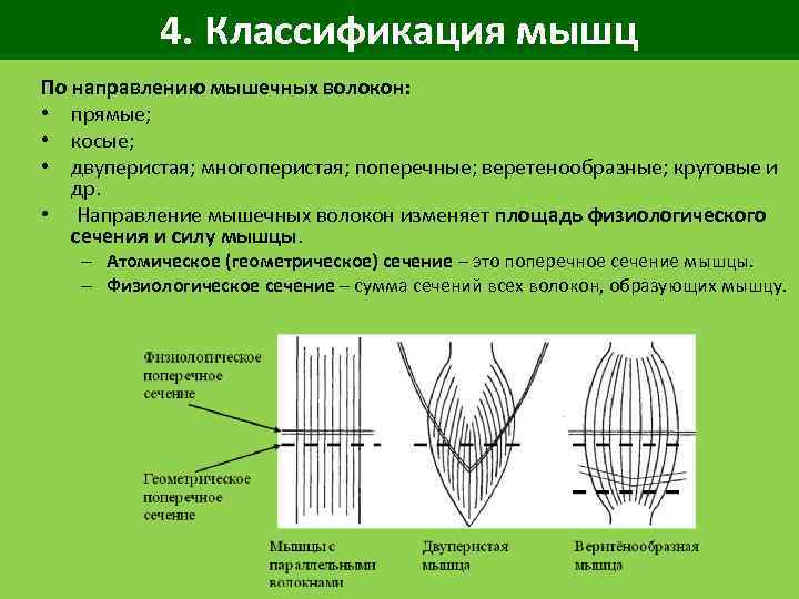 4. Классификация мышц По направлению мышечных волокон: • прямые; • косые; • двуперистая; многоперистая;