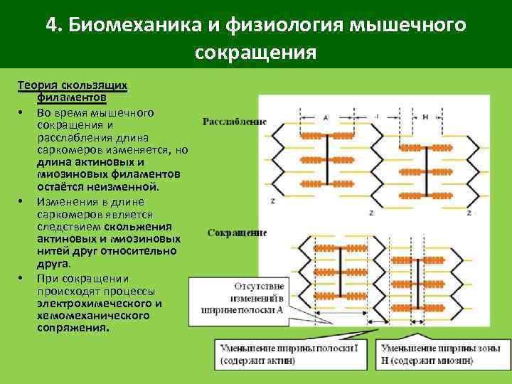 4. Биомеханика и физиология мышечного сокращения Теория скользящих филаментов • Во время мышечного сокращения