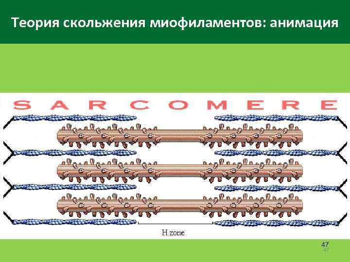 Теория скольжения миофиламентов: анимация 47 47 