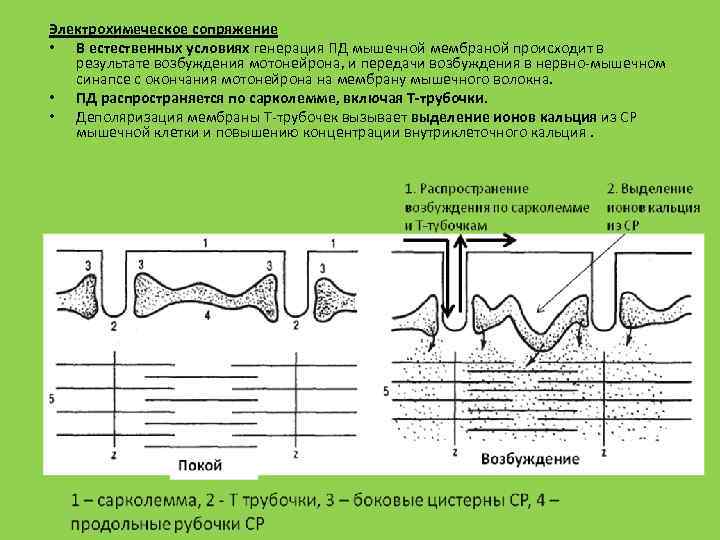 Электрохимеческое сопряжение • В естественных условиях генерация ПД мышечной мембраной происходит в результате возбуждения