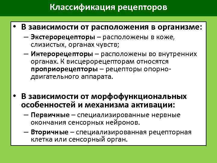Классификация рецепторов • В зависимости от расположения в организме: – Экстерорецепторы – расположены в