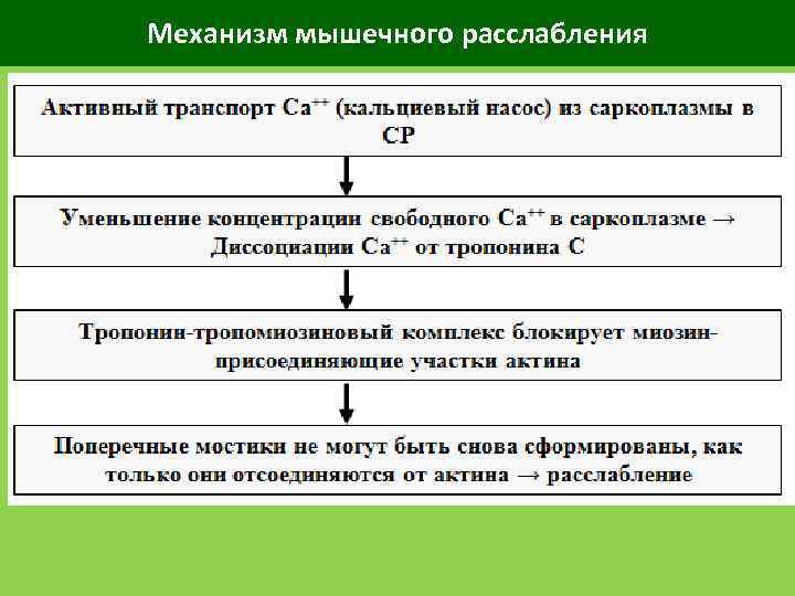 Механизм мышечного расслабления 
