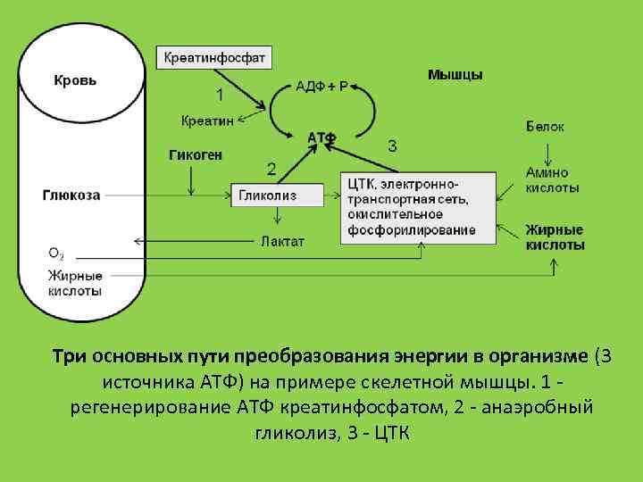 Три основных пути преобразования энергии в организме (3 источника АТФ) на примере скелетной мышцы.