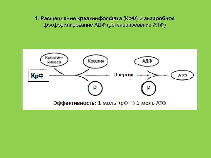 1. Расщепление креатинфосфата (Кр. Ф) и анаэробное фосфорилирование АДФ (регенерирование АТФ) 