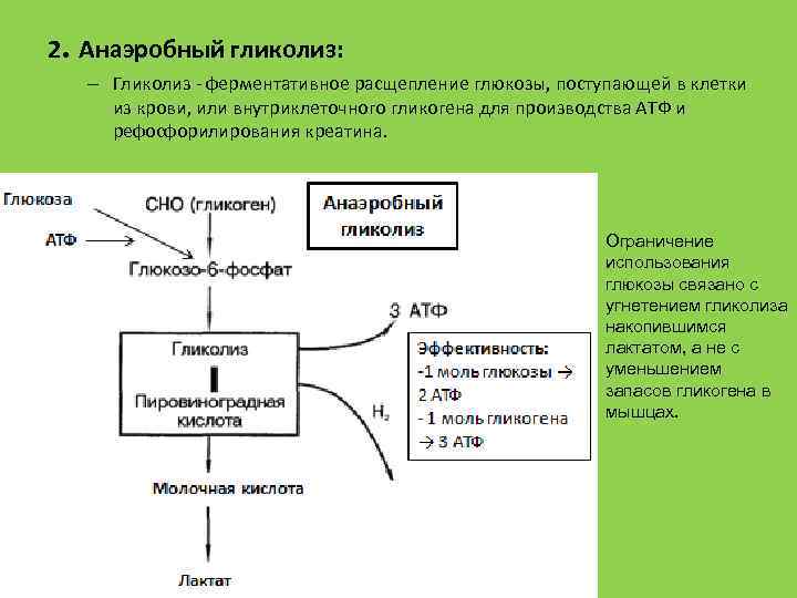 2. Анаэробный гликолиз: – Гликолиз ферментативное расщепление глюкозы, поступающей в клетки из крови, или