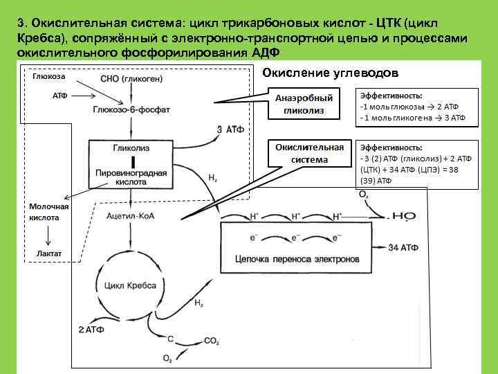 3. Окислительная система: цикл трикарбоновых кислот - ЦТК (цикл Кребса), сопряжённый с электронно-транспортной цепью