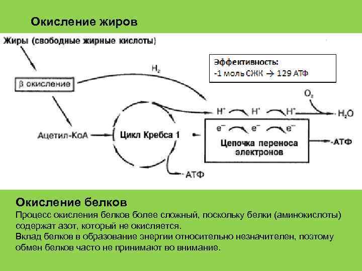 Окисление жиров Окисление белков Процесс окисления белков более сложный, поскольку белки (аминокислоты) содержат азот,