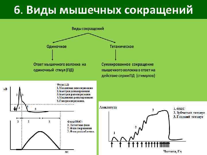 6. Виды мышечных сокращений 