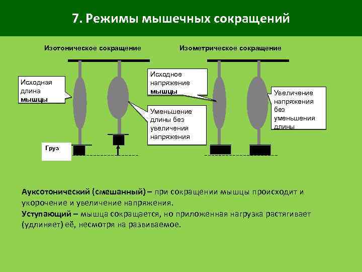7. Режимы мышечных сокращений Изотоническое сокращение Исходная длина мышцы Изометрическое сокращение Исходное напряжение мышцы