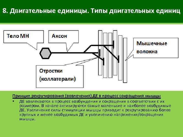 8. Двигательные единицы. Типы двигательных единиц Принцип рекрутирования (вовлечения) ДЕ в процесс сокращения мышцы