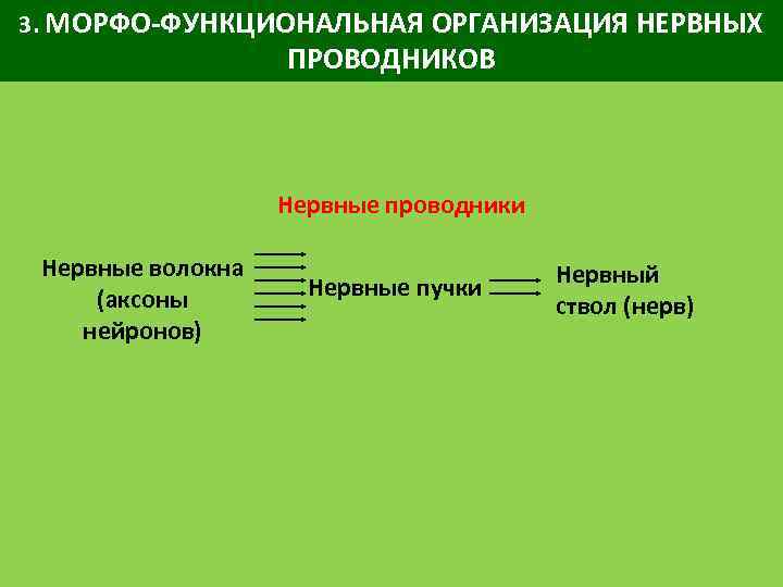 3. МОРФО-ФУНКЦИОНАЛЬНАЯ ОРГАНИЗАЦИЯ НЕРВНЫХ ПРОВОДНИКОВ Нервные проводники Нервные волокна (аксоны нейронов) Нервные пучки Нервный