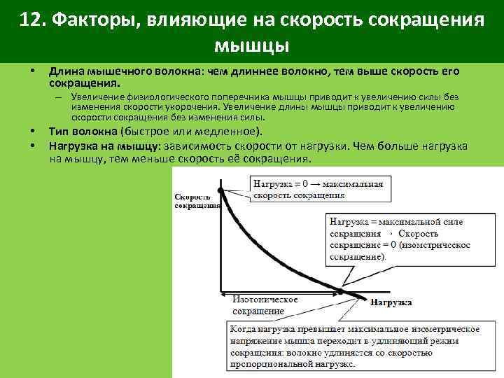 12. Факторы, влияющие на скорость сокращения мышцы • Длина мышечного волокна: чем длиннее волокно,
