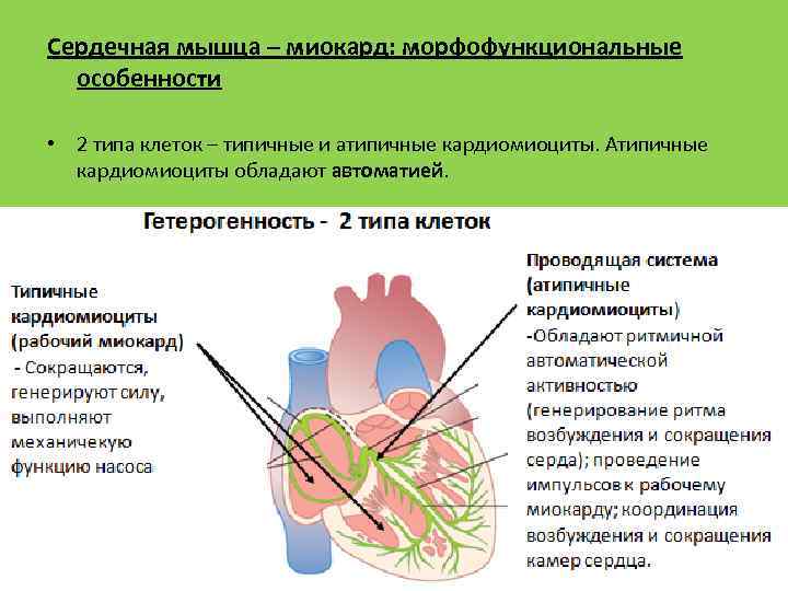 Сердечная мышца – миокард: морфофункциональные особенности • 2 типа клеток – типичные и атипичные