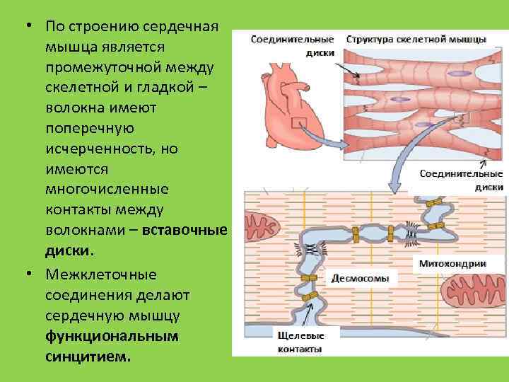  • По строению сердечная мышца является промежуточной между скелетной и гладкой – волокна