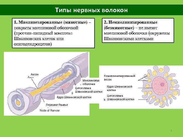 Типы нервных волокон 1. Миелинезированные (мякотные) – покрыты миелиновой оболочкой (протеин-липидный комплекс Шванновских клеток