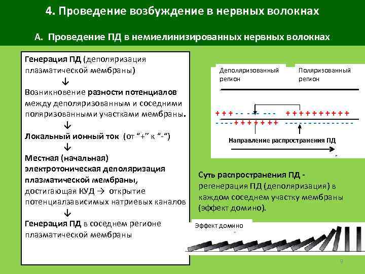 4. Проведение возбуждение в нервных волокнах А. Проведение ПД в немиелинизированных нервных волокнах Генерация