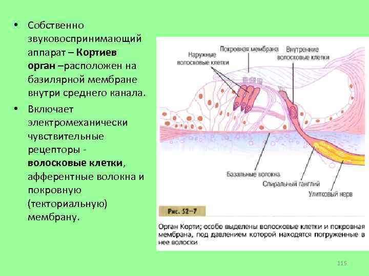 Кортиев орган схема