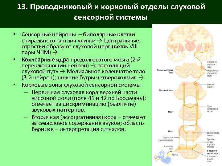 13. Проводниковый и корковый отделы слуховой сенсорной системы • Сенсорные нейроны – биполярные клетки