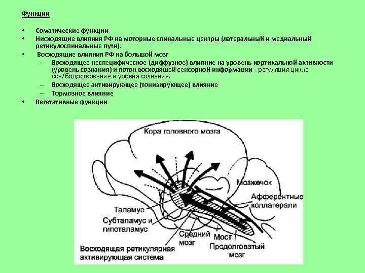 Функции • • Соматические функции Нисходящие влияния РФ на моторные спинальные центры (латеральный и