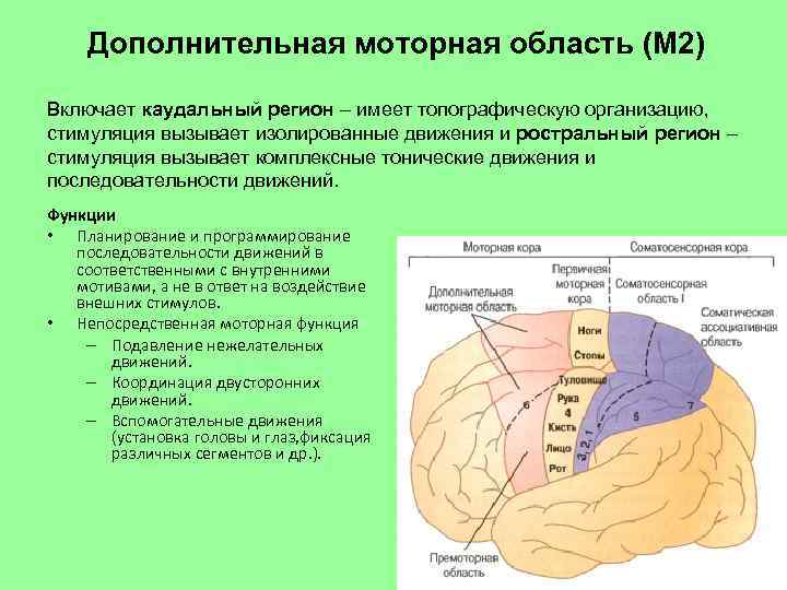 Дополнительная моторная область (М 2) Включает каудальный регион – имеет топографическую организацию, стимуляция вызывает