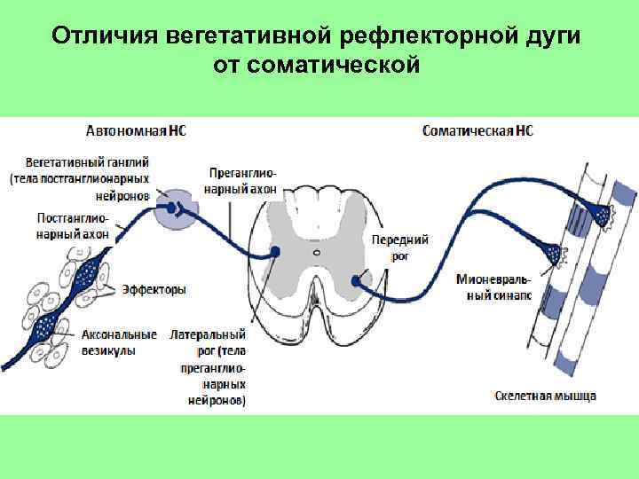 Отличия вегетативной рефлекторной дуги от соматической 