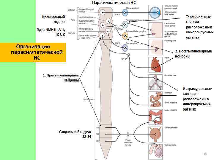 Организация парасимпатической НС 