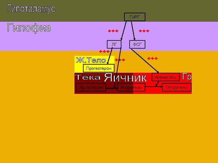 Гн. РГ +++ ЛГ ФСГ +++ +++ Прогестерон ароматазы Холестерин Андрогены Эстрогены 
