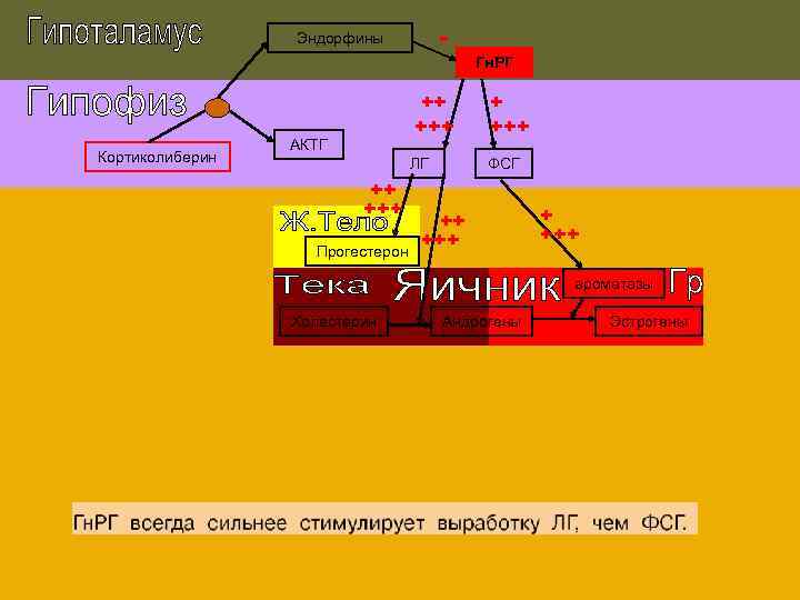 - Эндорфины Гн. РГ Кортиколиберин ++ +++ ЛГ АКТГ ++ +++ Прогестерон + +++