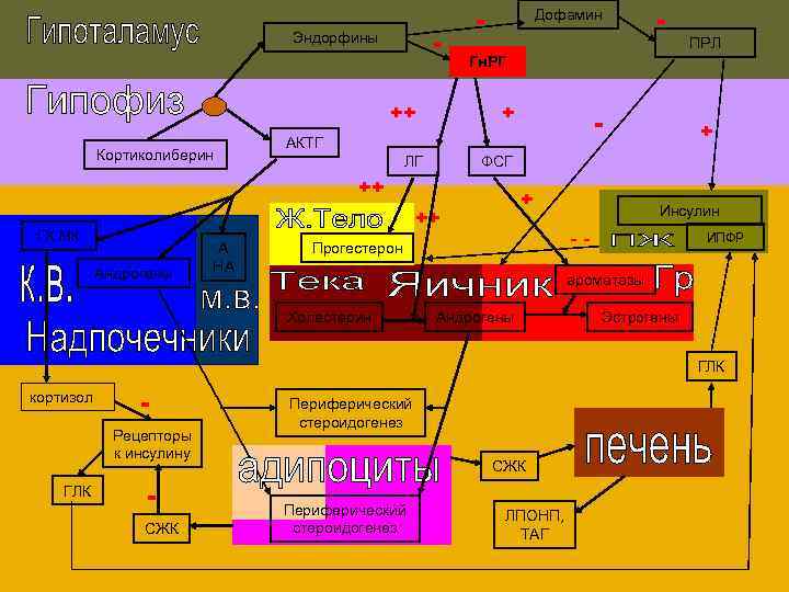 - Эндорфины ++ Кортиколиберин - Дофамин Андрогены + ФСГ + ++ А НА -
